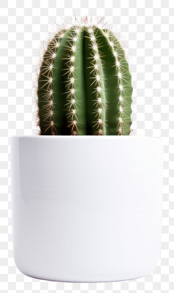 PNG  Minimalist cactus in white pot