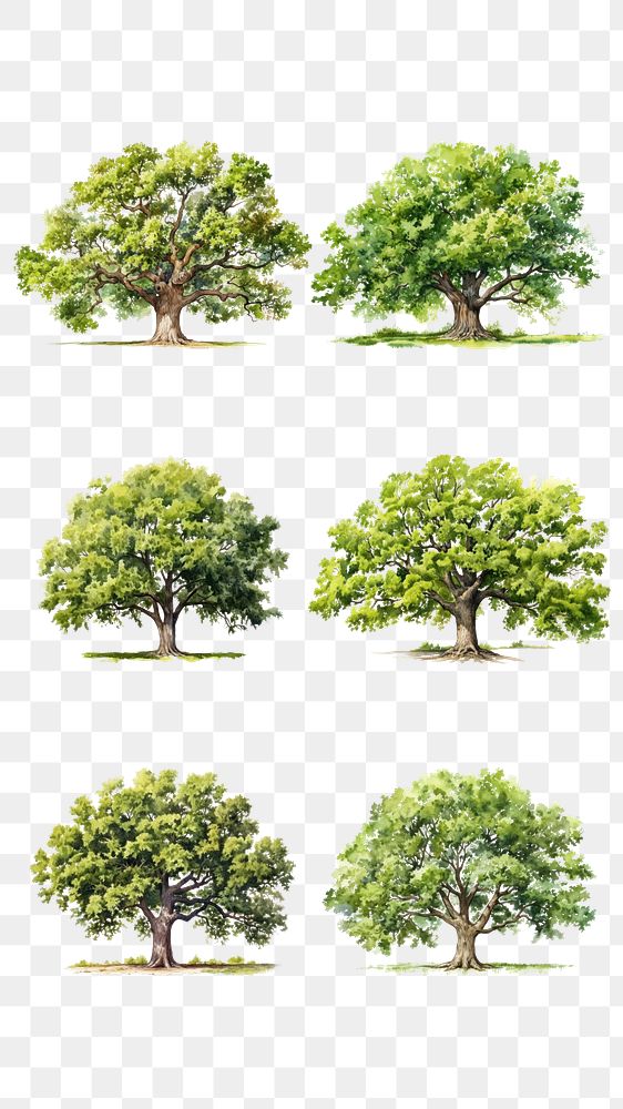 PNG watercolor tree element set, transparent background