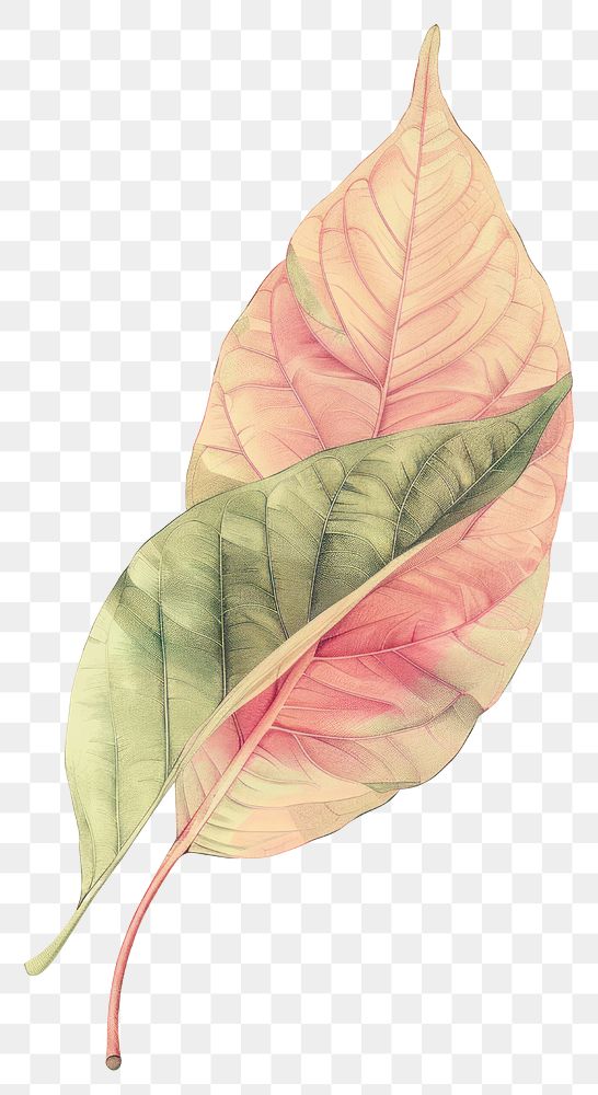 Wallpaper Leaf drawing sketch leaf.