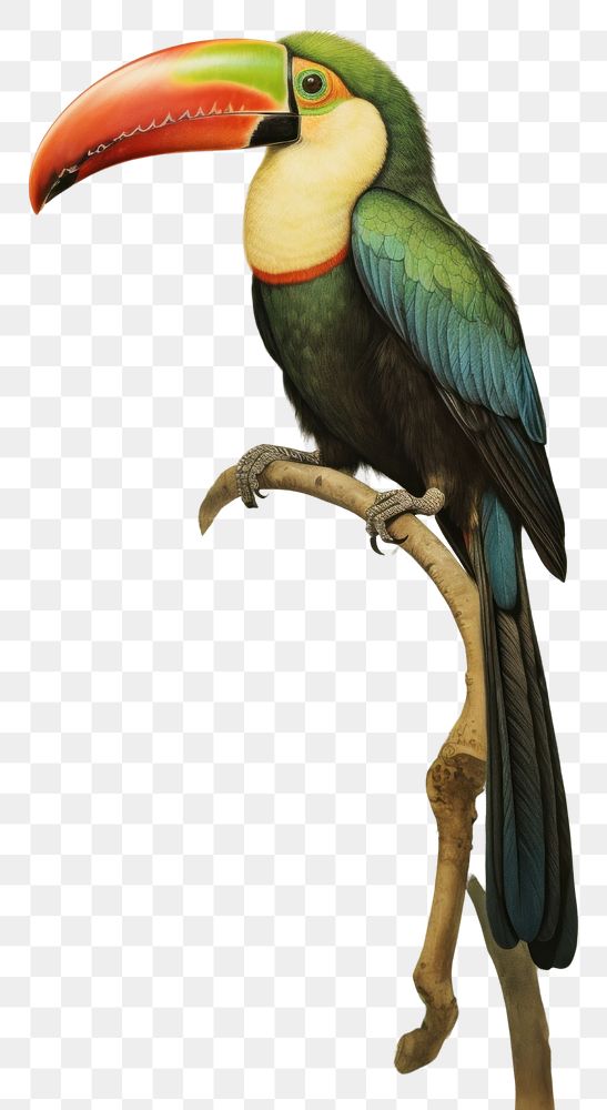 Wallpaper on tucan toucan animal nature.