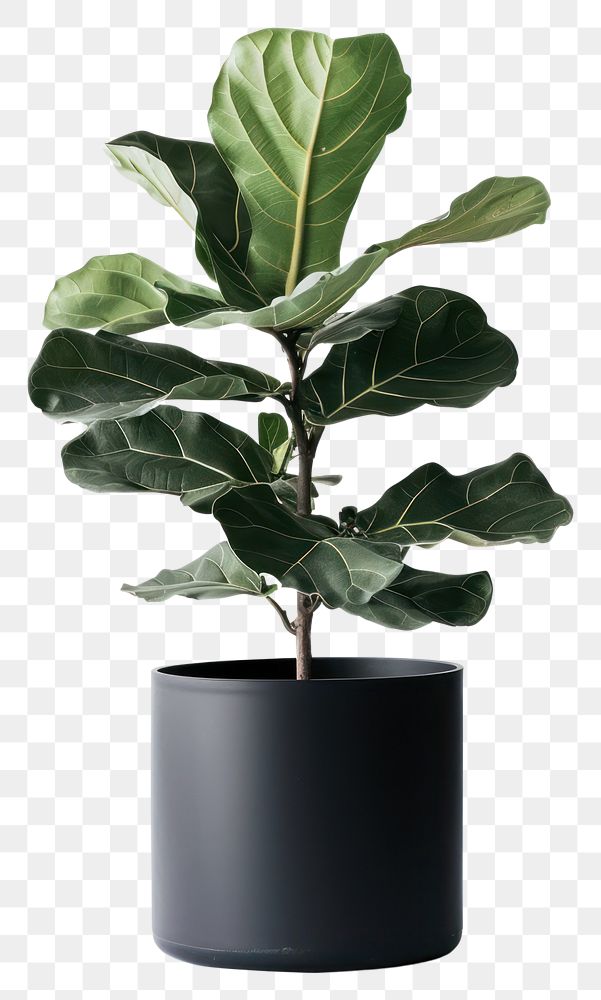 PNG Fiddle leaf fig plant planter pottery.