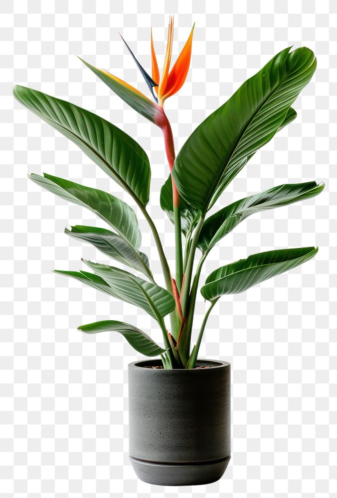 PNG  Elegant tropical plant in pot