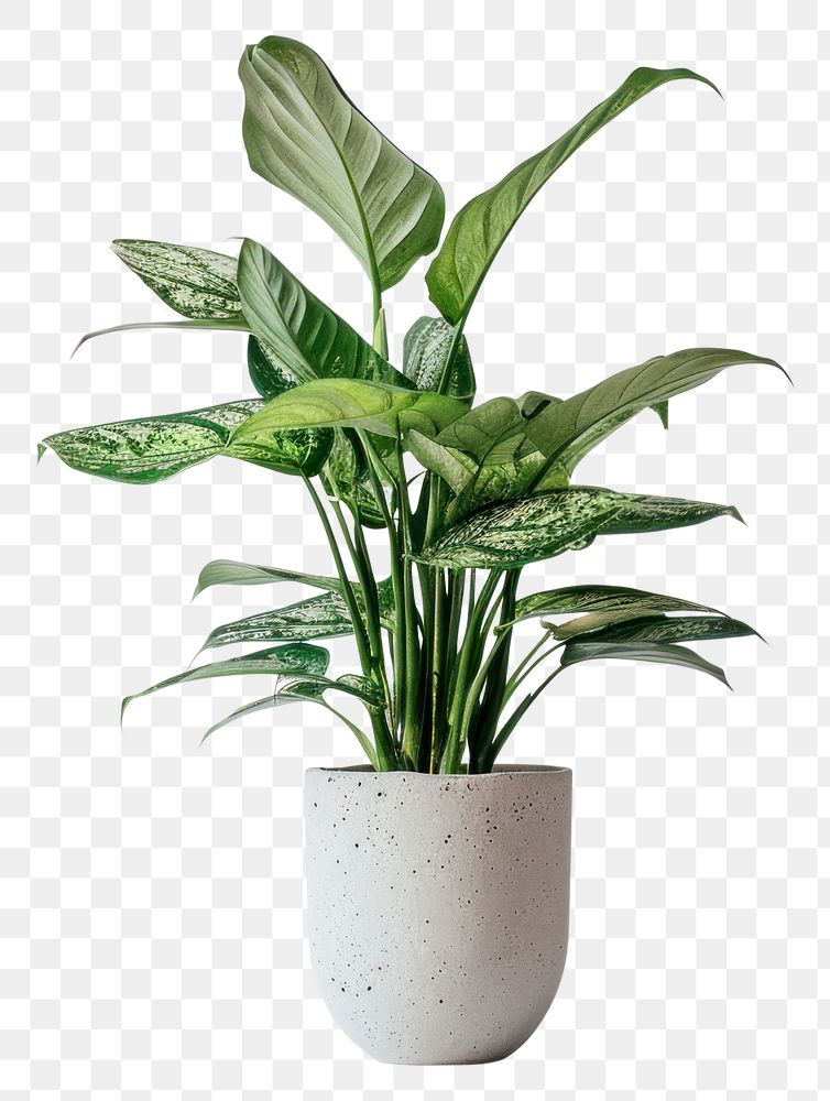 PNG  Elegant indoor potted green plant