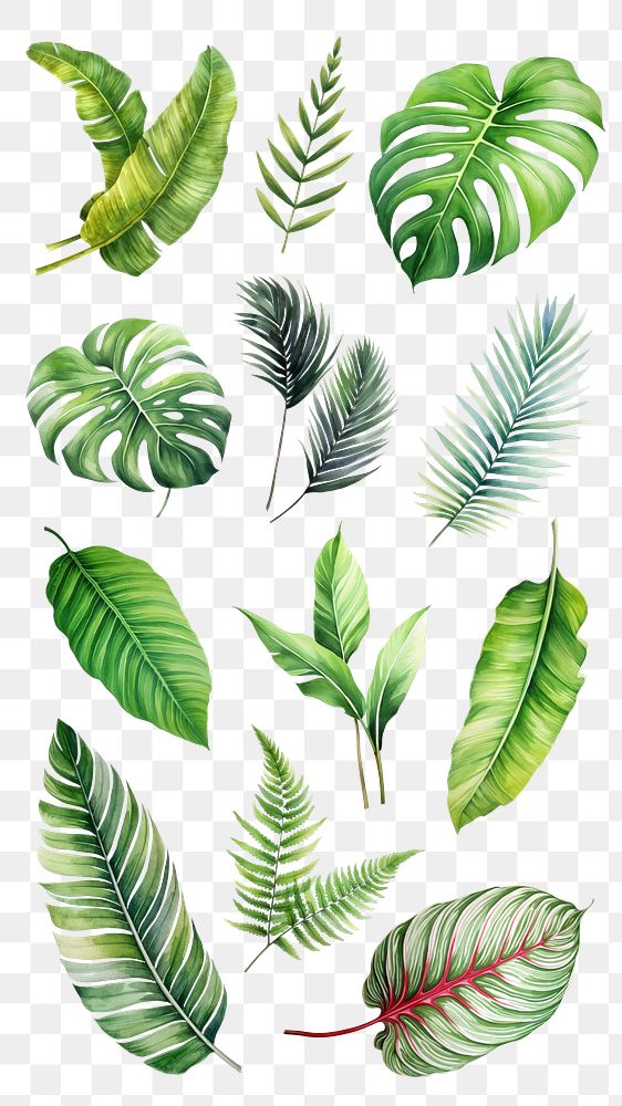 PNG watercolor tropical leaf design element set, transparent background