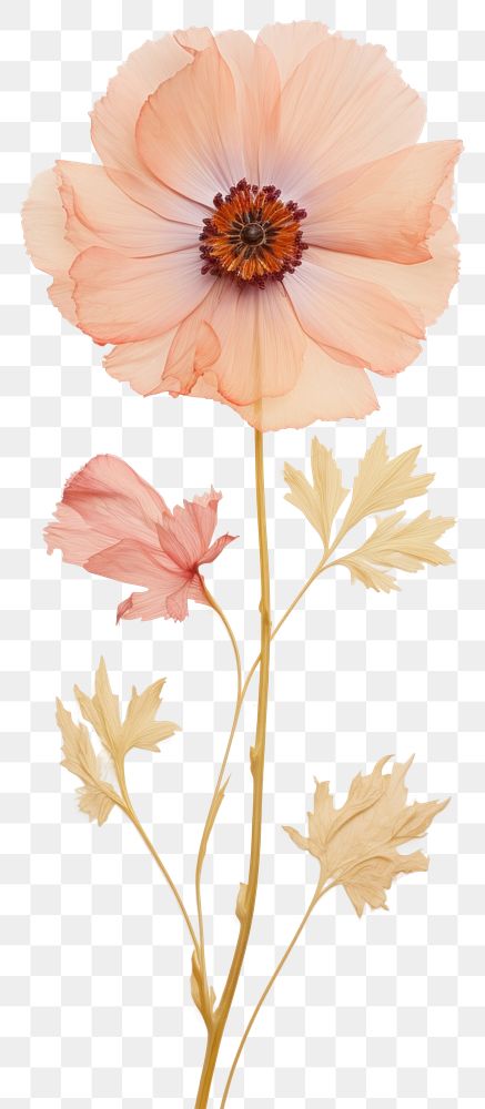 PNG  Real pressed poppy flower petal plant.