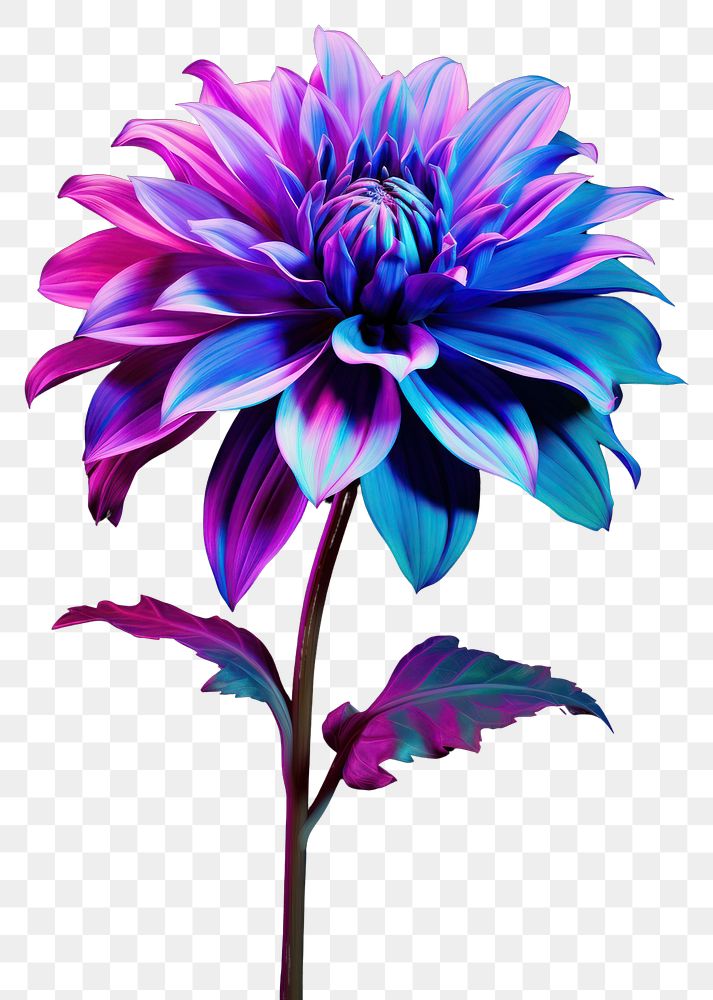 PNG Neon dahlia flower petal plant.