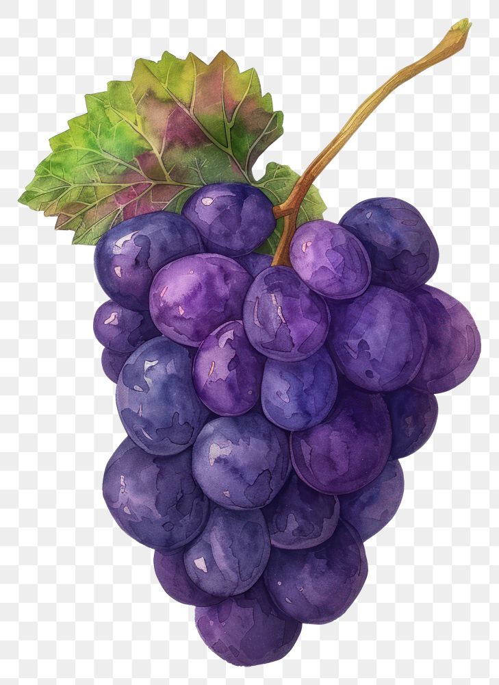 PNG  Vibrant watercolor grape cluster illustration