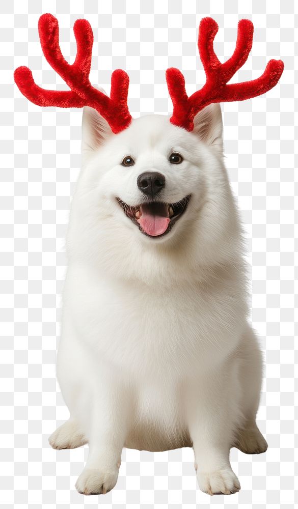 PNG White samoyed wearing a red deer antlers headband on head dog christmas costume.