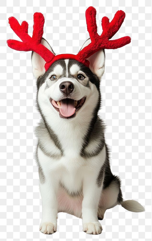 PNG Siberian husky dog dog wearing a red deer antlers headband on head christmas costume happy.