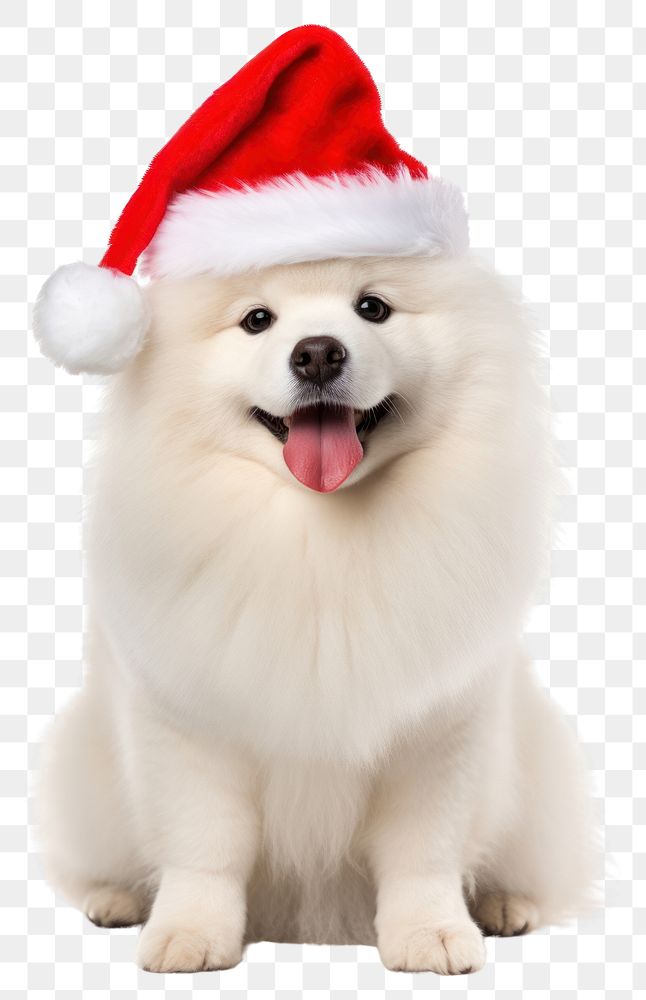 PNG Fluffy chubby dog christmas mammal animal. 