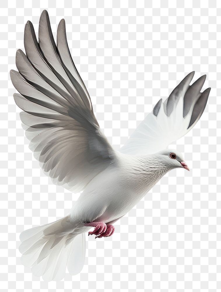 PNG A flying white dove bird photography graceful elegant.