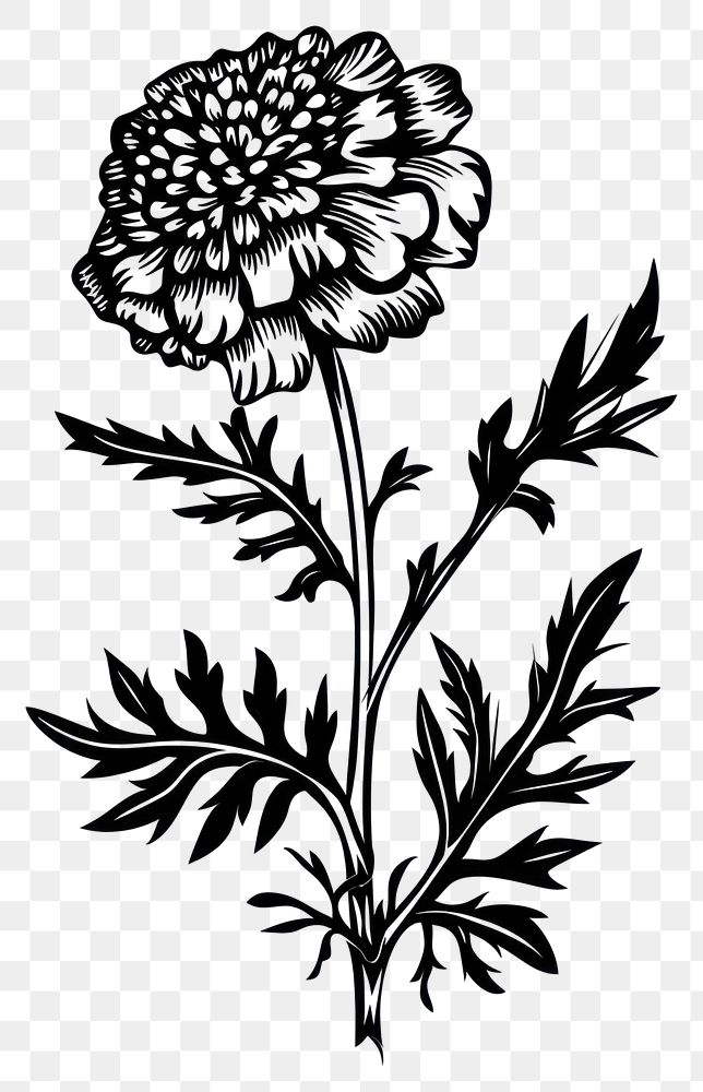 PNG Elegant black-and-white floral illustration