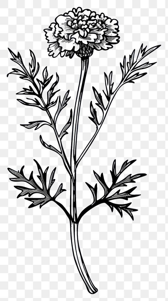 PNG Detailed black and white marigold