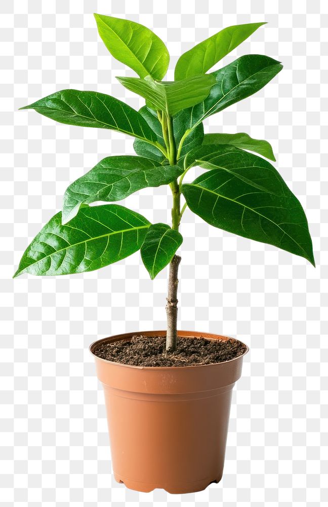 Plant in home leaf tree potted plant.