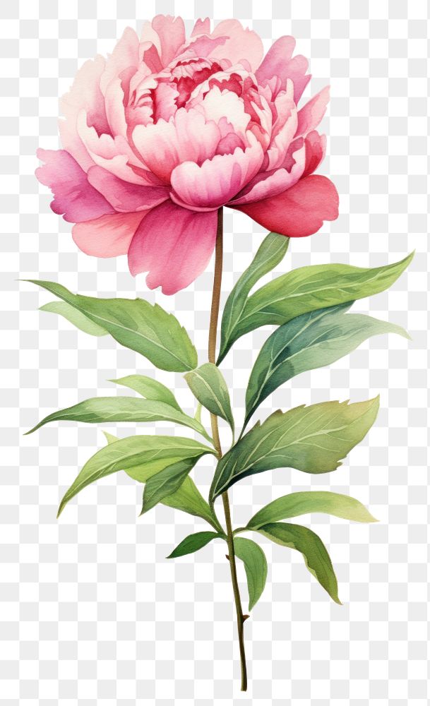 PNG  Watercolor peony flower blossom plant rose.