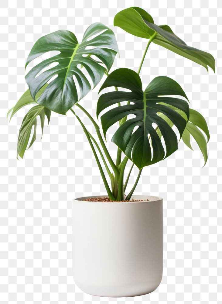 PNG  Monstera tree planted leaf vase white background. 