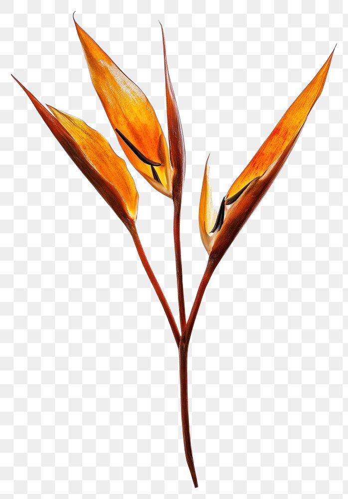 PNG Pressed a Bird of paradise flower plant invertebrate illustration.