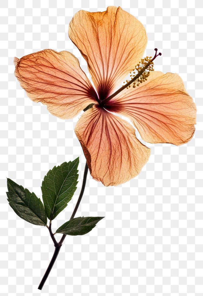 PNG Pressed a Hibiscus hibiscus flower petals.