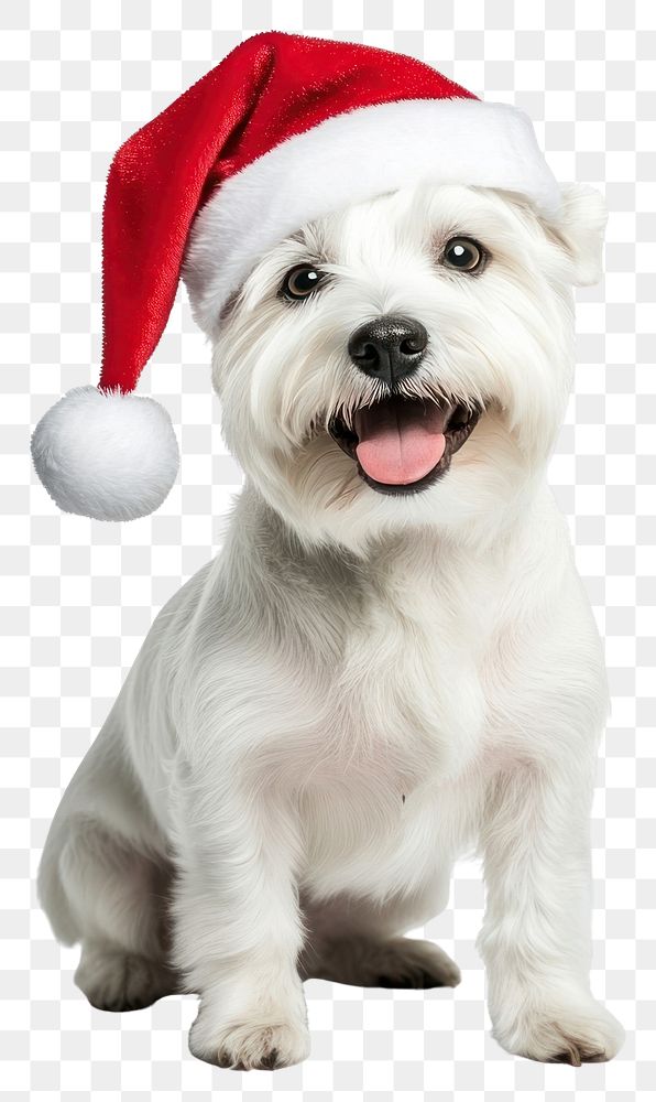 PNG White West Highland terrier dog wearing a santa hat background puppy happy.