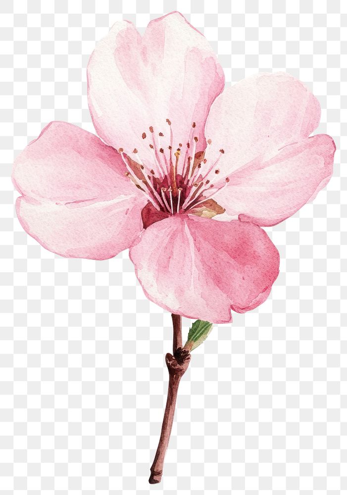 PNG Cherry Blossom blossom illustration watercolor.