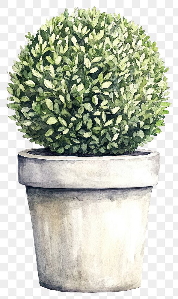 PNG Topiaries plant illustration watercolor.