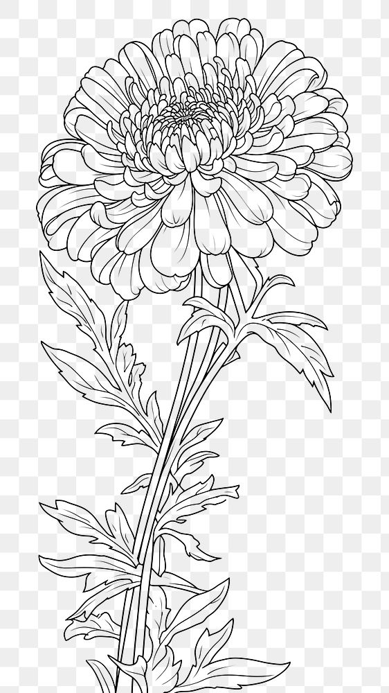 PNG Aster art illustration drawing.