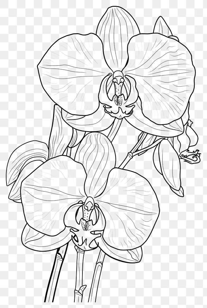 PNG Orchid flower orchid art.