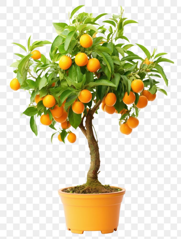 PNG Kumquat tree grapefruit bonsai plant. 