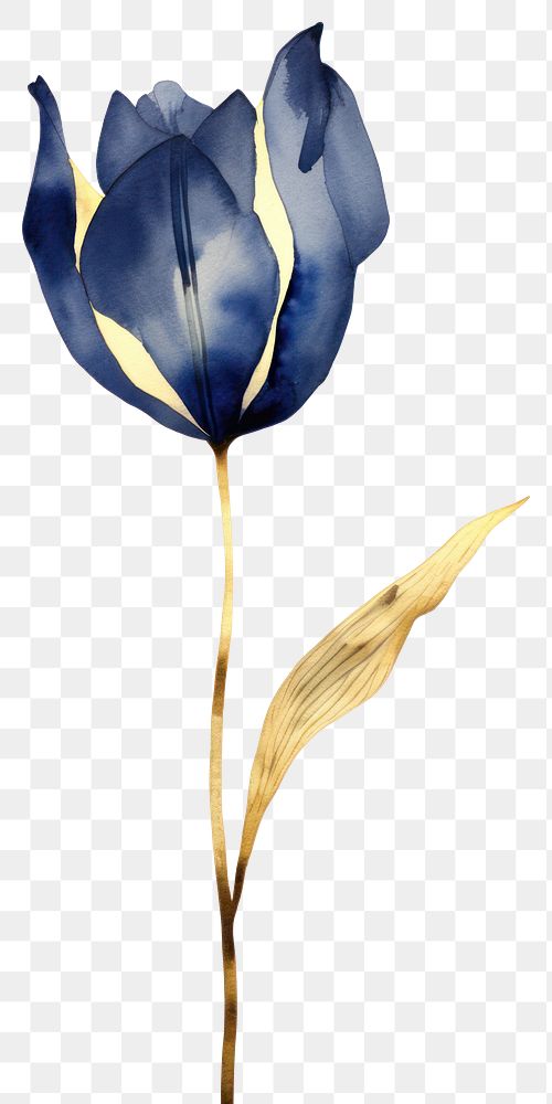 PNG Indigo tulip flower petal plant.