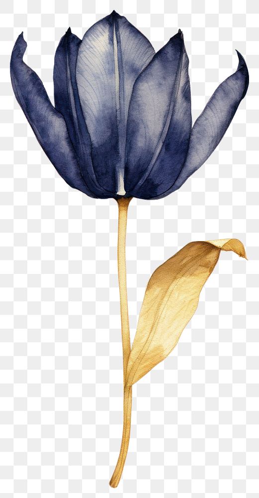 PNG Indigo tulip flower petal plant.