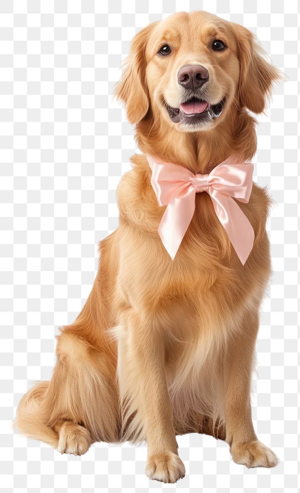 PNG Golden Retriever dog wears Ribbon bow for gift wrapping collar at wedding retriever animal golden.