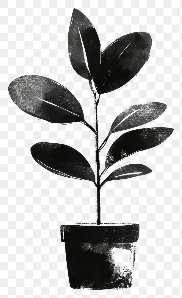 PNG Rubber plant in pot leaves black white.