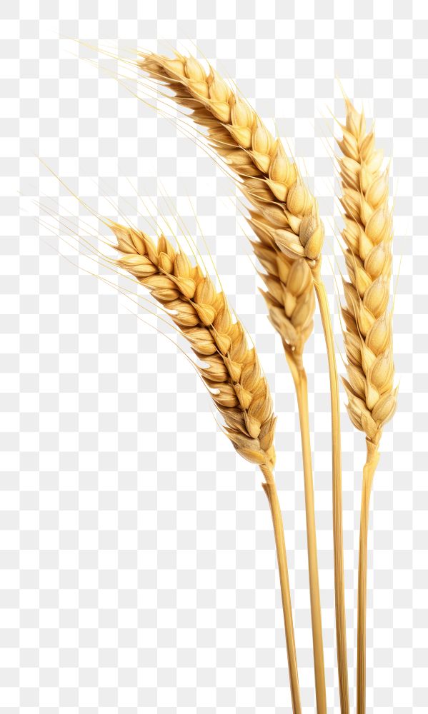 PNG Wheat food agriculture triticale.