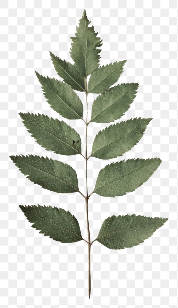 PNG Real Pressed a single minimal rowan leaf green herbarium plant herbs.