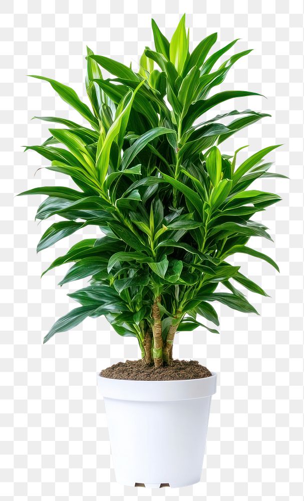 PNG Real Dracaena trifasciata plant houseplant decorative enthusiast.