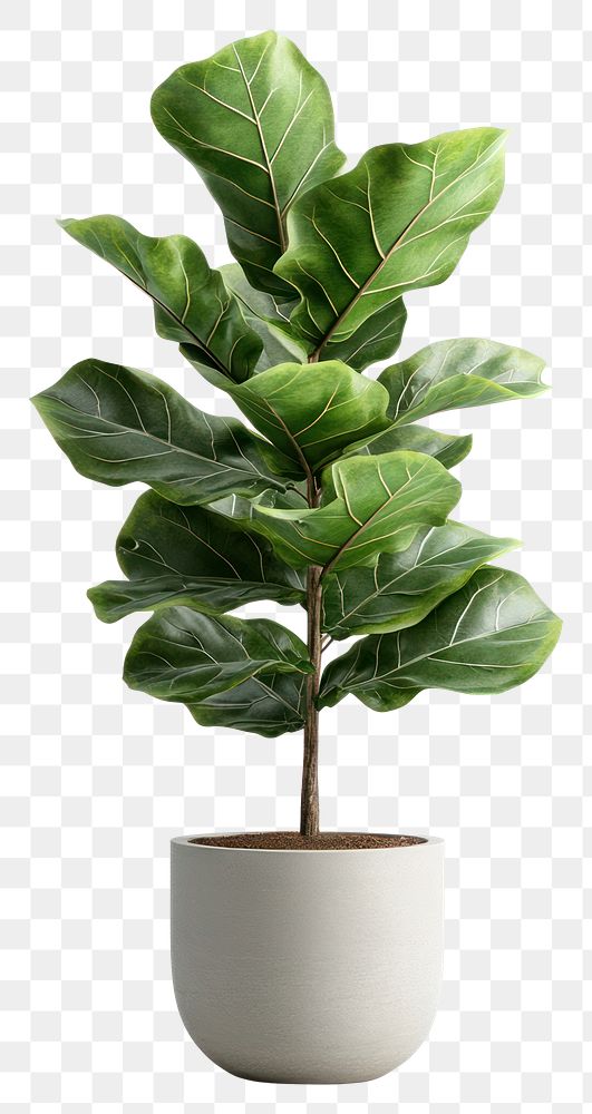 PNG Real Fiddle-leaf fig plant planter fiddle.