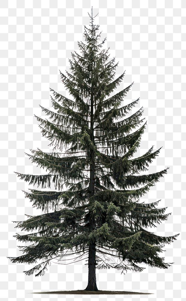 PNG Black spruce tree background isolated plant.