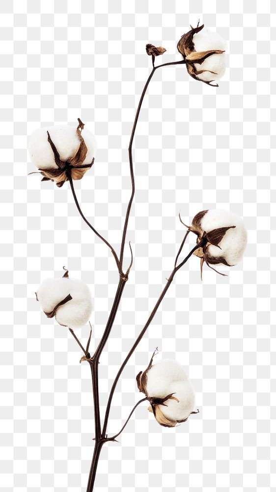 PNG Pressed cotton flowers background plant white.