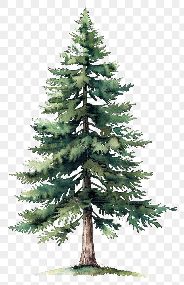 PNG An isolated pine tree illustration watercolor nature.