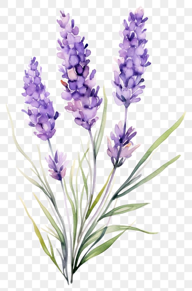 PNG Watercolor lavender flower blossom plant white background.