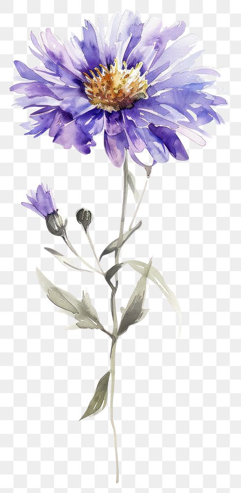 PNG Watercolor illustration of a aster flower blossom petal plant.