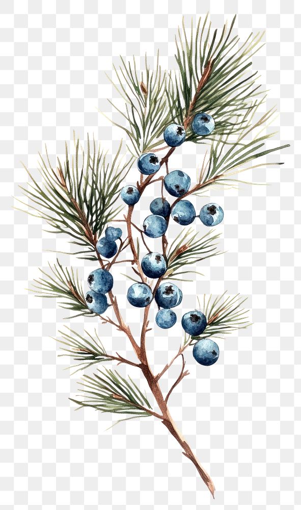 PNG Pine branch berries berry illustration.