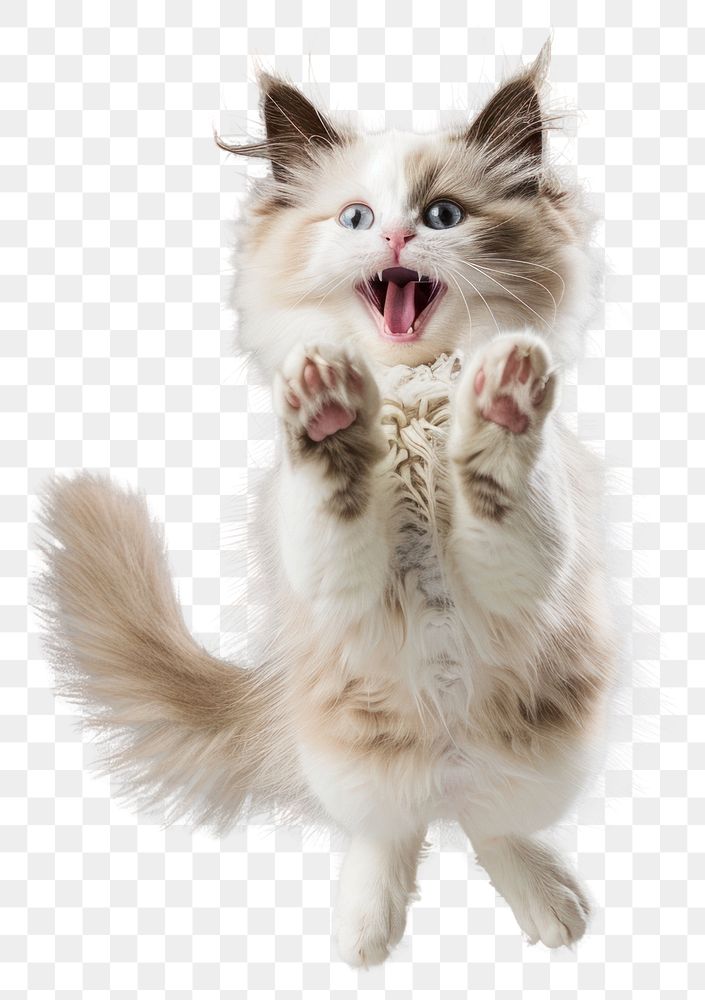 PNG A Ragdoll cat is jumping up animal kitten fluffy.