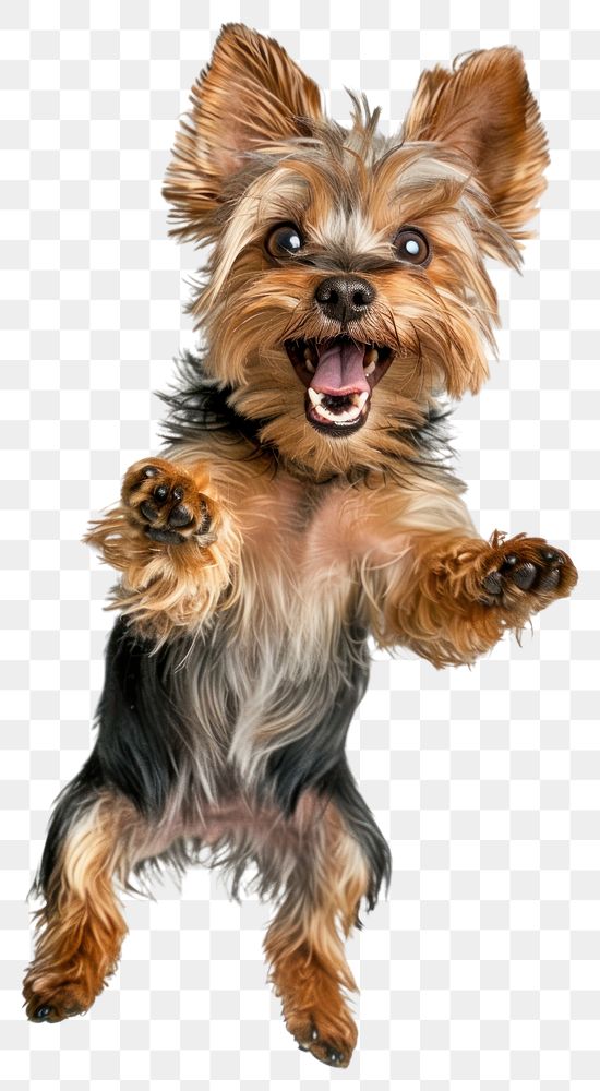 PNG A Yorkshire Terrier dog is jumping up terrier photography yorkshire.