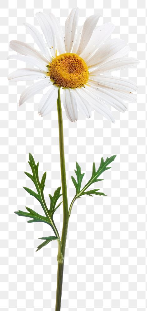 PNG White daisy flowers plant white background inflorescence.