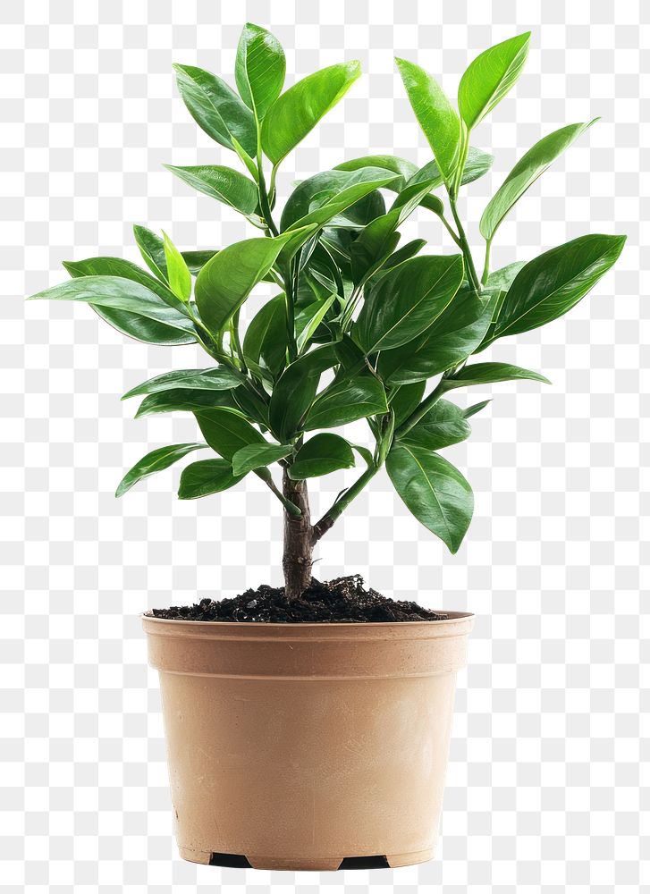 PNG Potted plant houseplant leaves leaf.