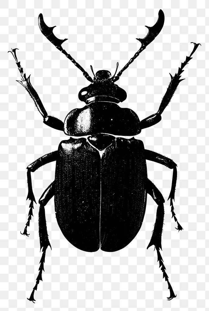 PNG Insect black invertebrate illustration.