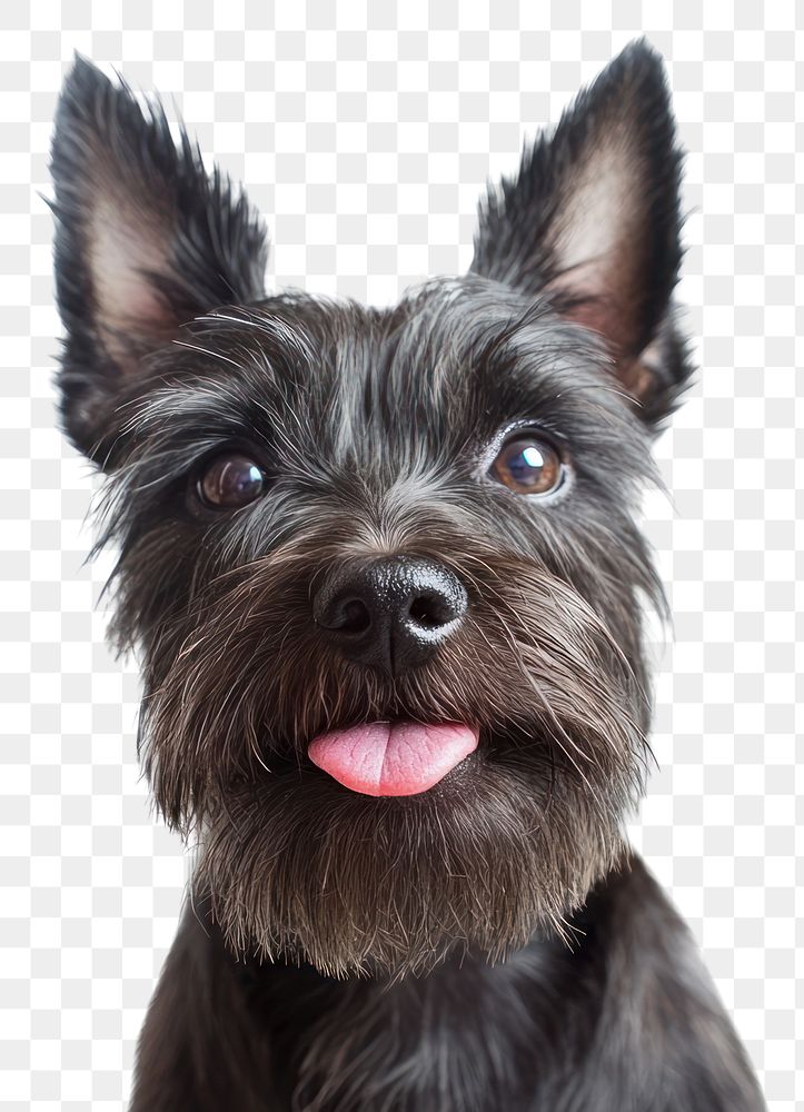 PNG Terrier licking lips animal dog pet.