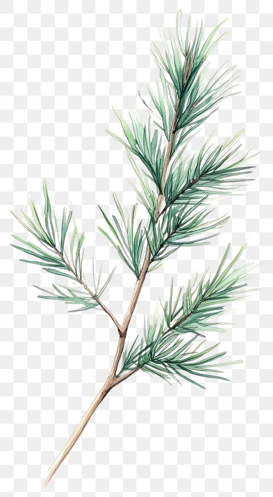 PNG Screw Pine pine illustration watercolor.