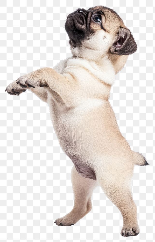 PNG Pug puppy standing pug background animal.